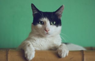 black and white cat lying on brown bamboo chair inside room